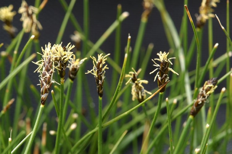 Carex filifolia var. erostrata