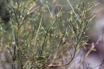 Glossopetalon spinescens