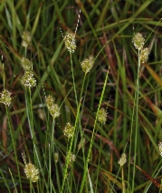Carex athrostachya