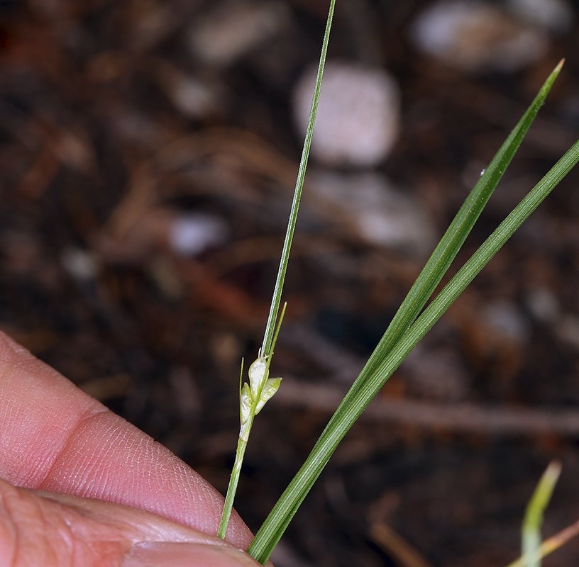 Carex geyeri