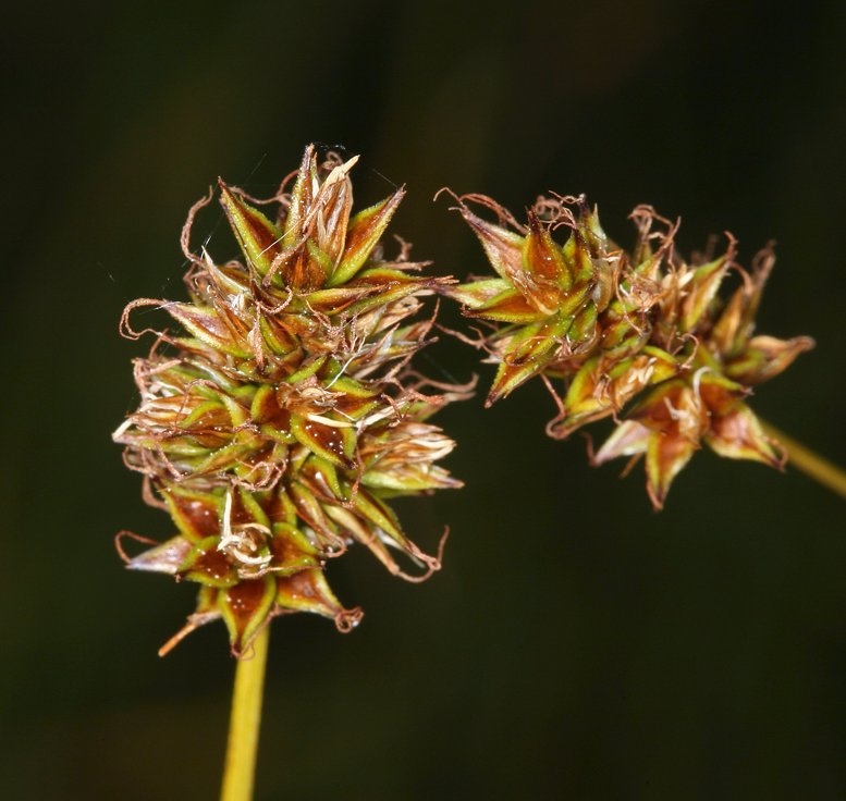 Carex hoodii
