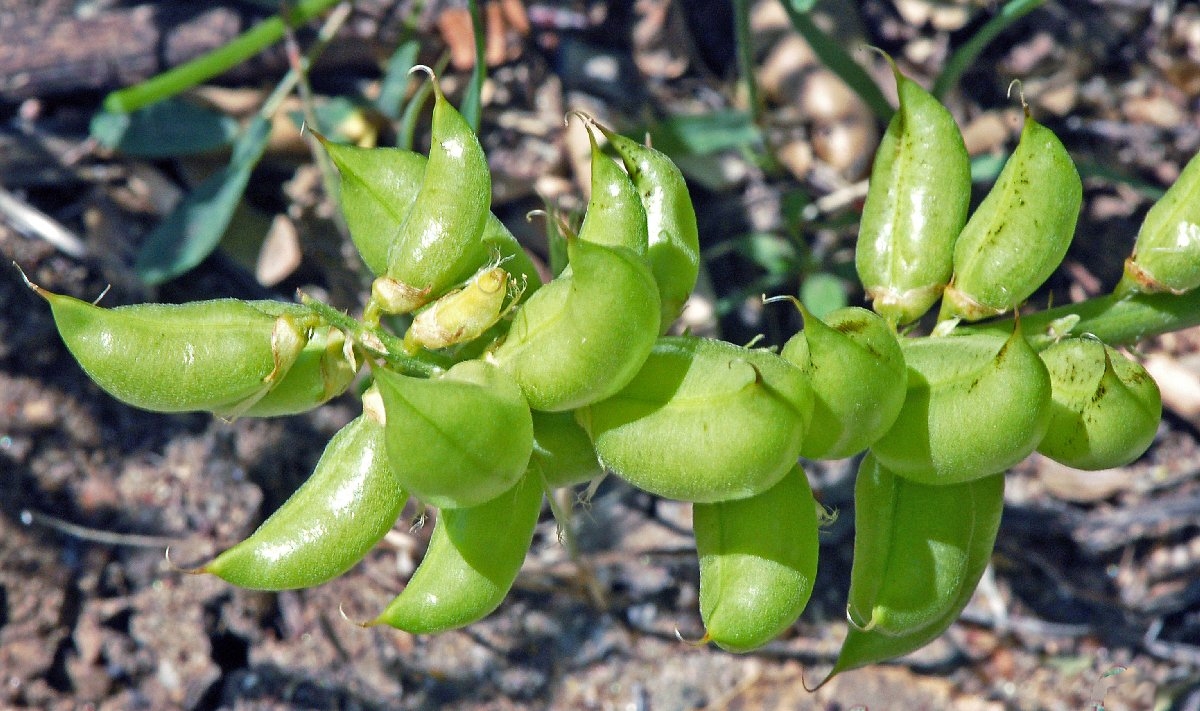 Astragalus trichopodus var. trichopodus