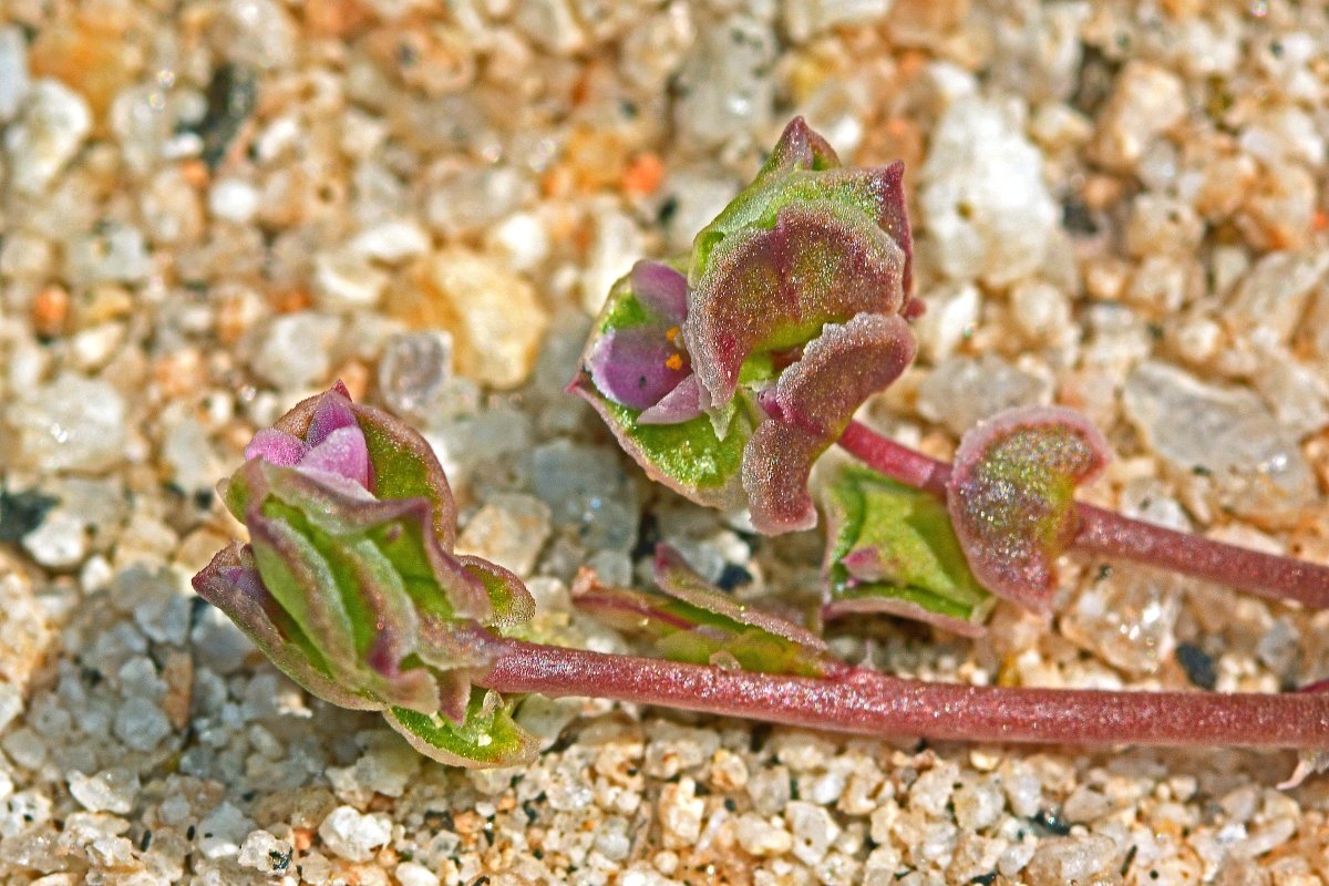 Calyptridium arizonicum
