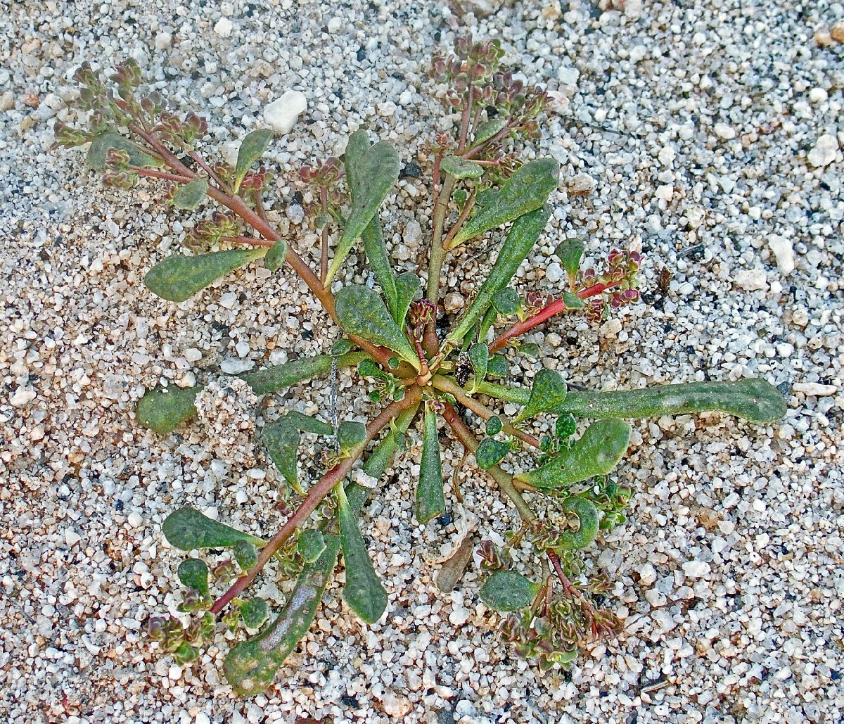 Calyptridium arizonicum