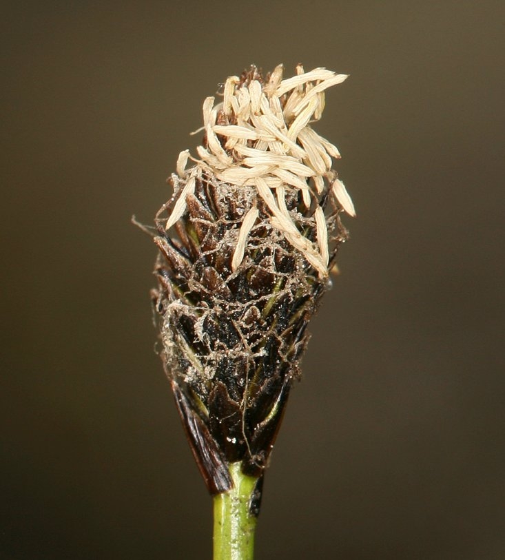Carex nigricans