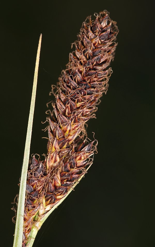 Carex scabriuscula