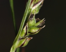 Carex globosa