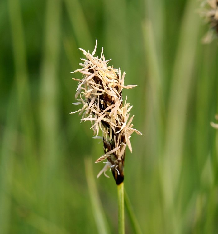 Carex simulata