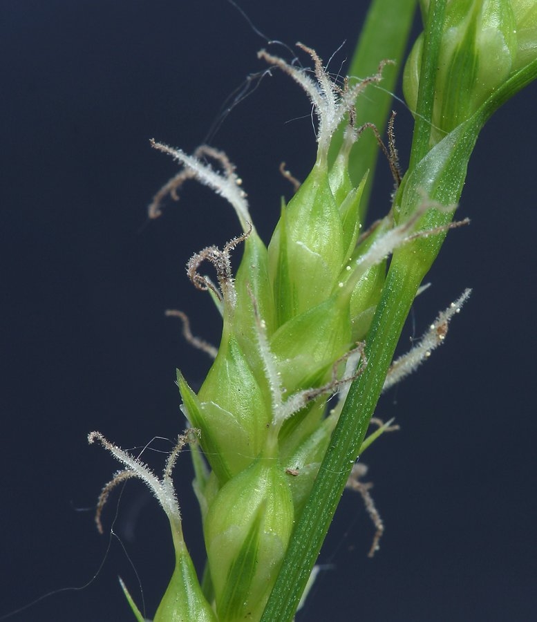Carex whitneyi