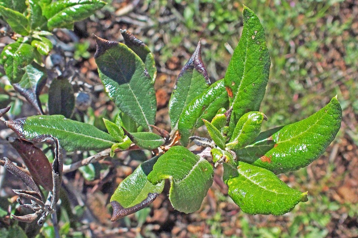 Quercus cedrosensis