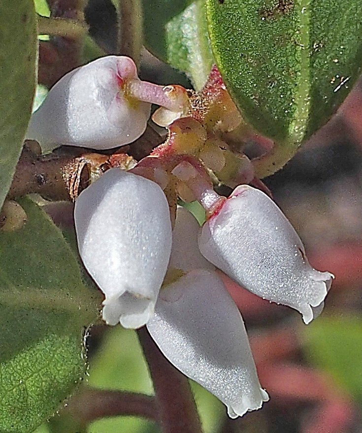 Arctostaphylos nevadensis ssp. knightii