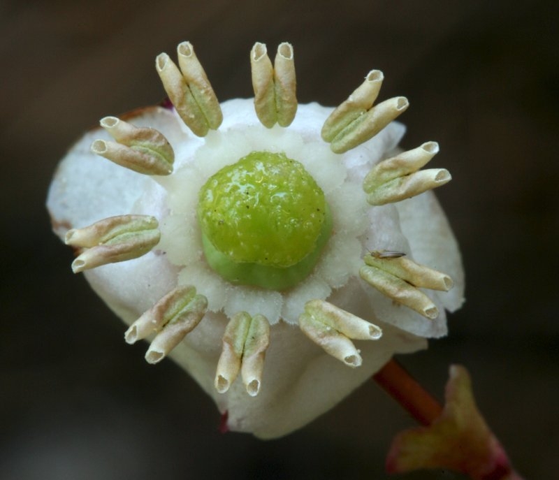 Chimaphila menziesii