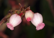 Arctostaphylos uva-ursi f. coactilis