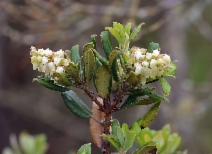 Comarostaphylis diversifolia ssp. planifolia