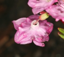 Kalmia microphylla ssp. occidentalis
