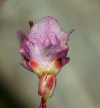Kalmia microphylla ssp. occidentalis