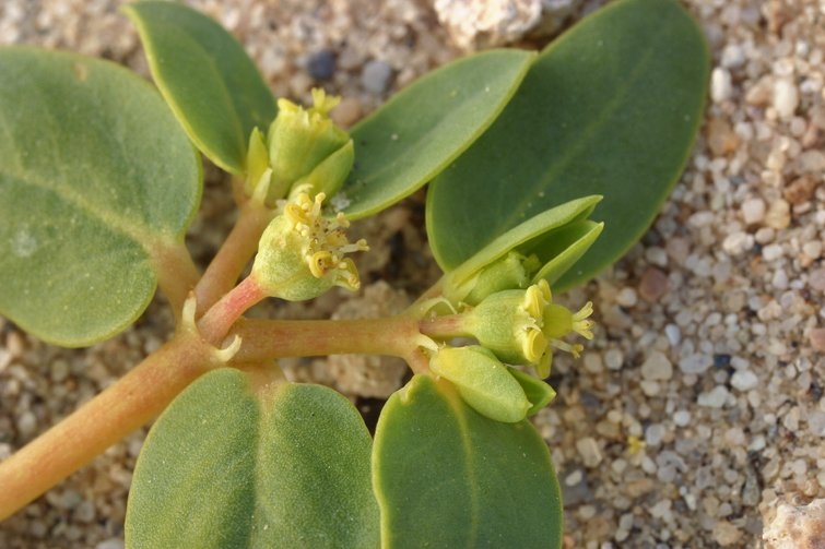 Euphorbia ocellata ssp. arenicola