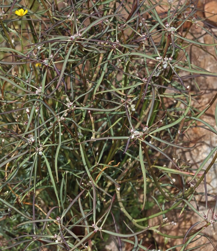 Euphorbia eriantha