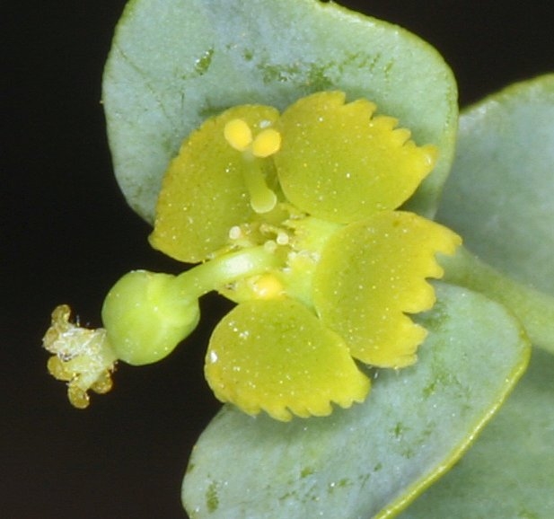 Euphorbia schizoloba