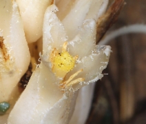 Pleuricospora fimbriolata