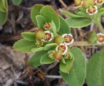 Chamaesyce serpyllifolia ssp. serpyllifolia