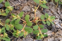 Chamaesyce serpyllifolia ssp. serpyllifolia