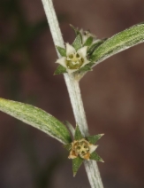 Argythamnia lanceolata
