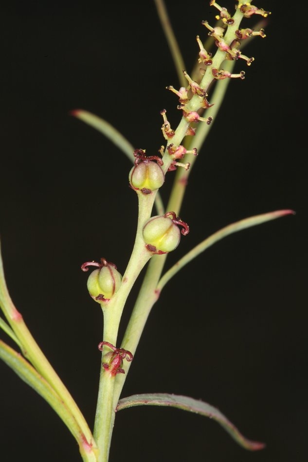 Stillingia linearifolia