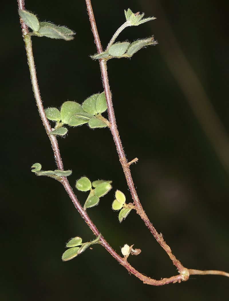 Acmispon brachycarpus