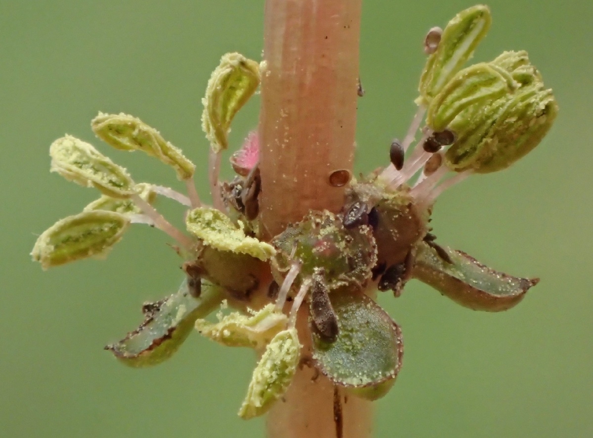 Myriophyllum spicatum