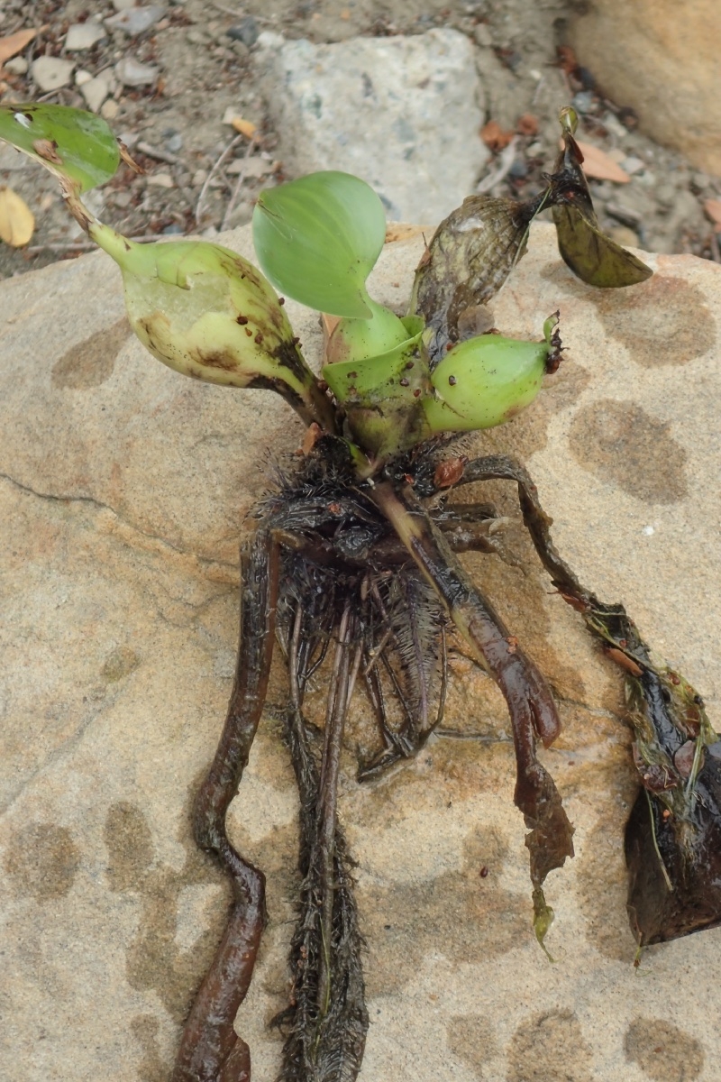 Eichhornia crassipes