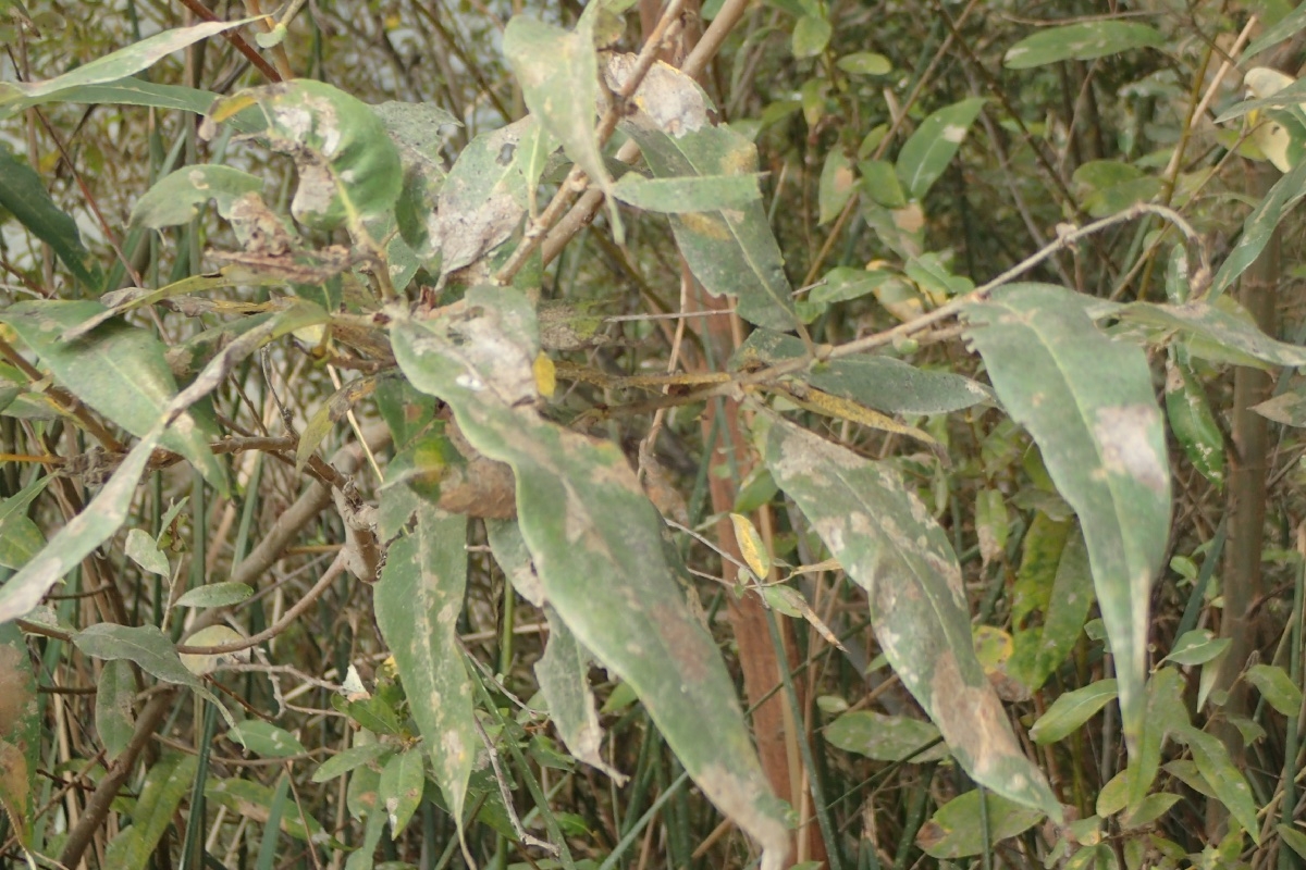 Salix lasiandra
