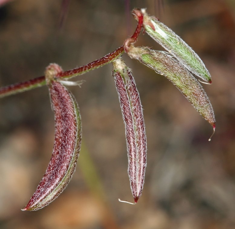 Astragalus acutirostris