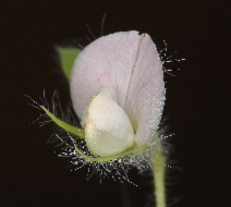 Lotus purshianus var. purshianus