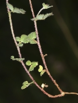 Acmispon brachycarpus