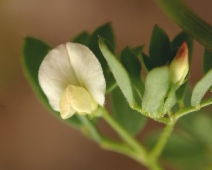 Lotus micranthus
