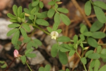 Lotus micranthus