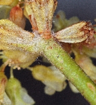 Eriogonum beatleyae