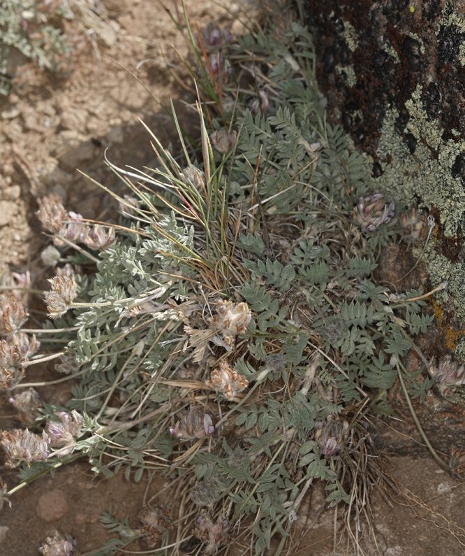 Astragalus austiniae