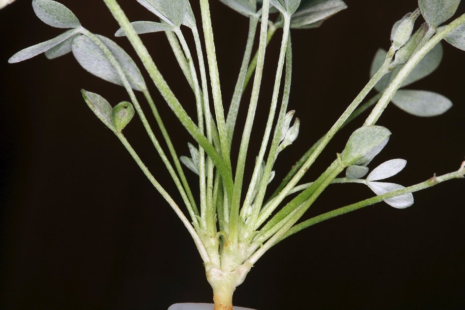 Astragalus calycosus var. calycosus