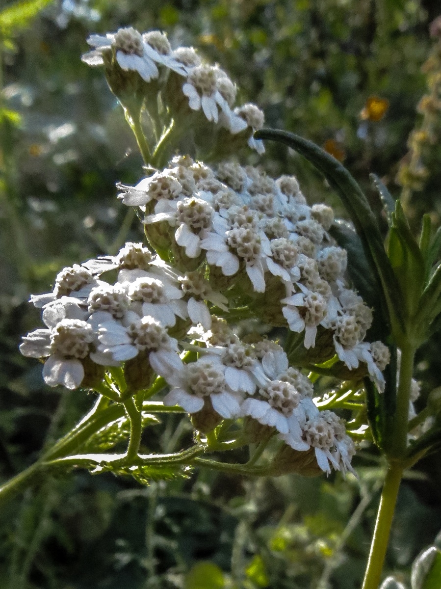 Achillea millefolium