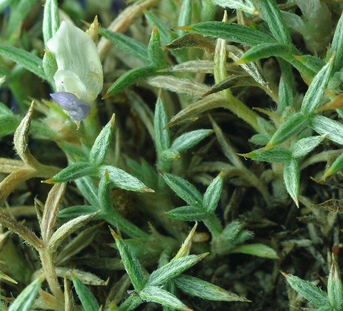 Astragalus kentrophyta var. danaus