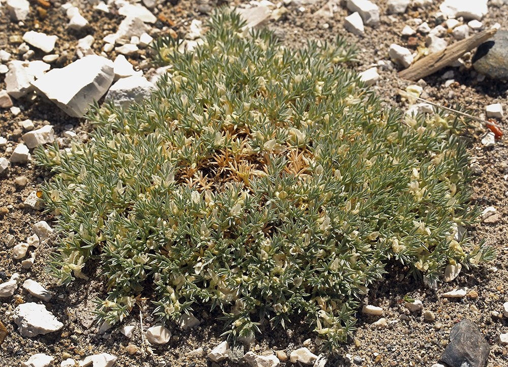 Astragalus kentrophyta var. ungulatus