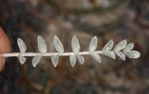 Astragalus argophyllus var. martinii