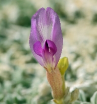 Astragalus argophyllus var. panguicensis