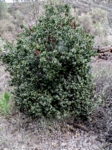 Prunus ilicifolia var. ilicifolia