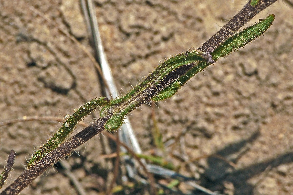 Chorizanthe minutiflora