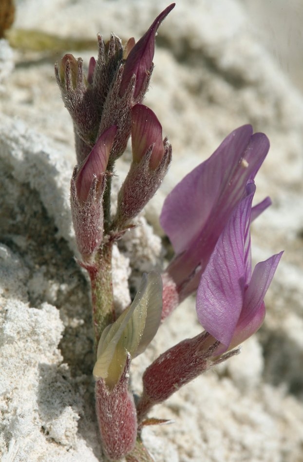 Astragalus lentiginosus var. piscinensis