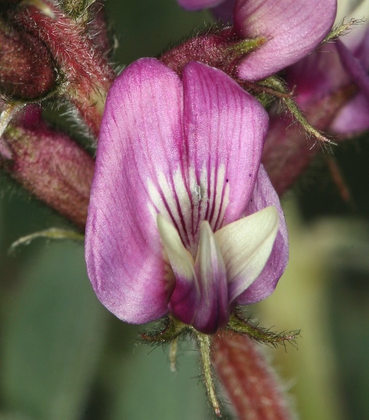 Astragalus minthorniae var. villosus