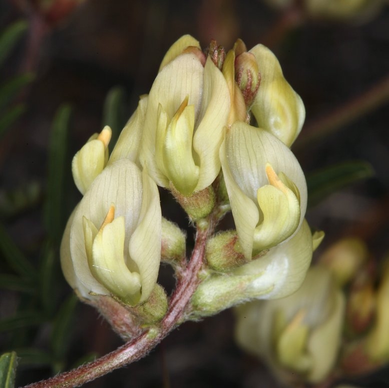 Astragalus obscurus